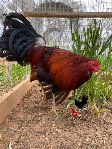 Gamefowl Quality Bloodlines Kelso McLean Penny and More.